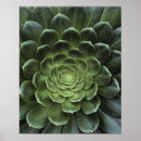 Buscar background arte Cactus