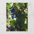 Buscar uvas postales Viajar