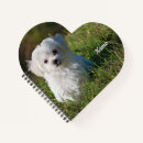 Buscar perro maltés libretas Animal