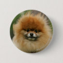Buscar pomerania chapas Loulou
