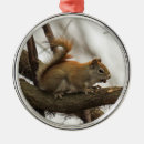 Buscar hudsonicus Ardilla roja