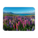 Buscar tekapo imanes Flor