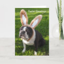 Buscar terrier boston postales Perros