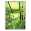 Buscar cattails Humedales