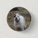 Buscar boxeador chapas Adorable