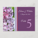 Buscar hydrangea purpura postales Hidrangea