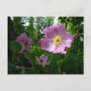 Buscar rosas salvajes postales General y unisex