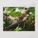 Buscar luto tarjetas postales pájaro