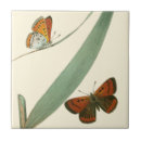 Buscar mariposa azulejos Flor