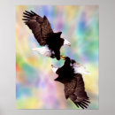 Buscar águila americana posters Calvo