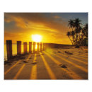 Buscar manzanilla posters Naturaleza
