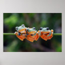 Buscar ranas lindas posters Naturaleza