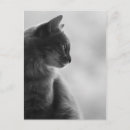 Buscar gato gris y blanco postales Amante del gato