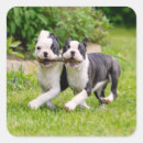Buscar perritos pegatinas Cualquier niño