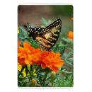 Buscar naranja amarillo imanes Mariposas
