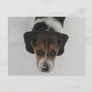 Buscar helado postales Perro