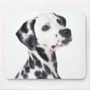 Buscar dalmation Lindo