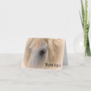 Buscar caballo blanco tarjetas Retrato de caballo