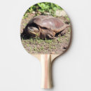 Buscar tortuga palas de ping pong Vida silvestre