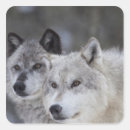 Buscar cabeza del lobo pegatinas Parte del cuerpo animal