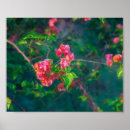 Buscar buganvillas posters Flor