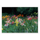 Buscar de los daylilies Jardín