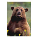 Buscar oso negro posters California