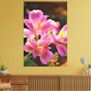 Buscar alstroemeria Fotografía