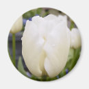 Buscar tulipanes blancos imanes Fotografía