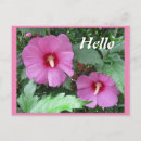Buscar rosa de sharon postales Jardín