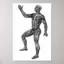 Buscar anatomía muscular posters Biología