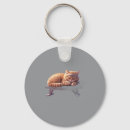 Buscar gato dormido Para amante de gatos