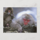 Buscar macaco postales Fauna