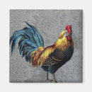 Buscar corral imanes Gallo