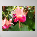 Buscar fuschia arte Flor