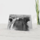 Buscar avestruces tarjetas Fauna