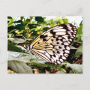 Buscar animales exóticos postales Mariposa