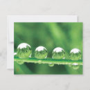 Buscar gotas de rocío postales Hermoso