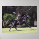Buscar lusitano posters Animal