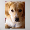 Buscar mutt posters Perro