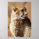 Buscar guepardo arte Gato grande