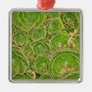 Buscar nueva zelanda adornos Naturaleza