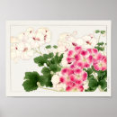 Buscar pelargonium Flower