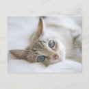 Buscar ojos de gato postales Animales
