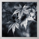 Buscar arce japonés posters Follaje