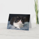 Buscar persian tarjetas Cute