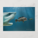 Buscar supervivencia postales Naturaleza