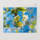 Buscar flores hermosas postales Flor de cerezo