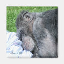 Buscar primate imanes Fotografía