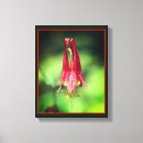 Buscar columbines Naturaleza